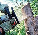 How Our Tree Care Process Works  in  Elk Mound, WI
