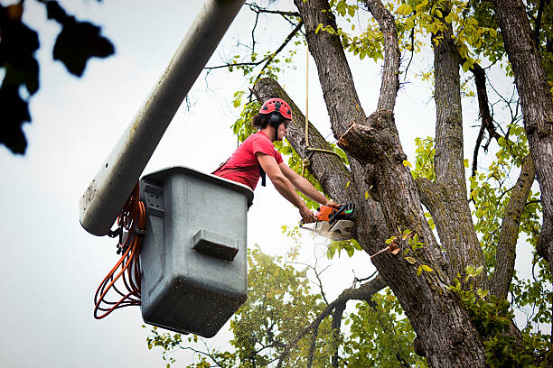 Elk Mound, WI Tree Services Company